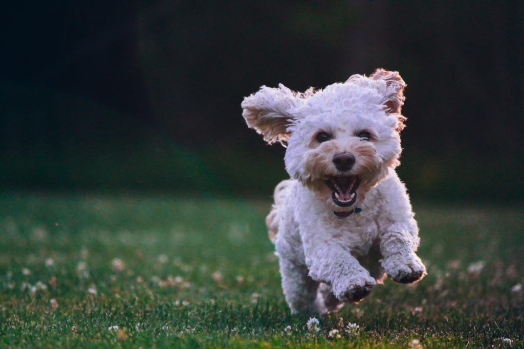 Happy thoughts from a puppy